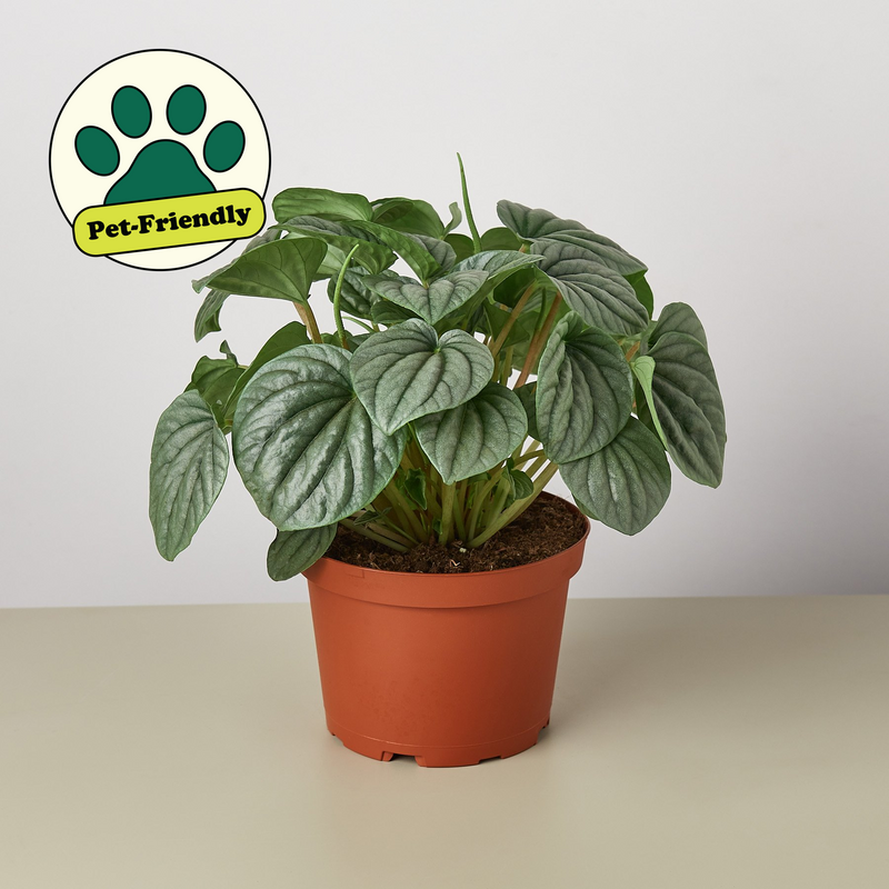Load image into Gallery viewer, Peperomia 'Frost

