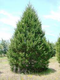 Eastern Red Cedar Tree seeds package, GrowTime Garden Supply