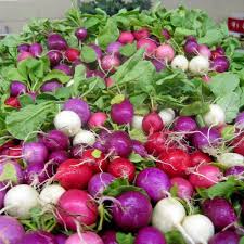 Organic Rainbow Easter Egg Radish seeds package, GrowTime Garden Supply