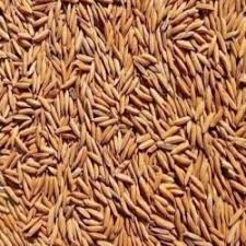 Organic Long Grain Rice seeds package, 10 count, GrowTime Garden Supply