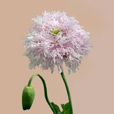 Rare Lilac Pompom Poppy seeds package, GrowTime Garden Supply