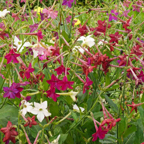 Sensation mix tobacco seeds package, 500 count, GrowTime Garden Supply