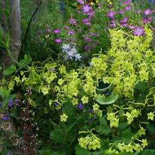 Lime Green tobacco flower seeds package, part-shade, 500 count, GrowTime Garden Supply