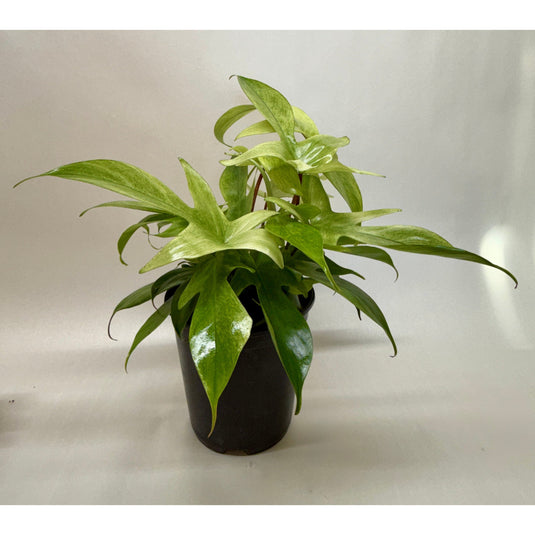 Philodendron 'Florida Ghost', additional product view 4