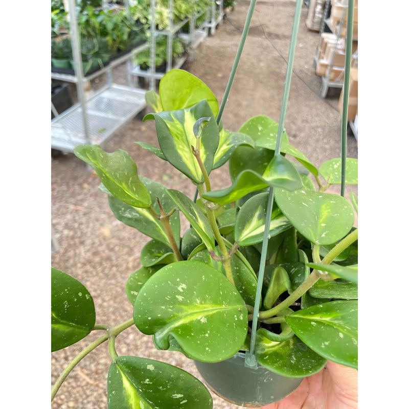 Load image into Gallery viewer, Hoya Obovata Reverse, additional product view 3
