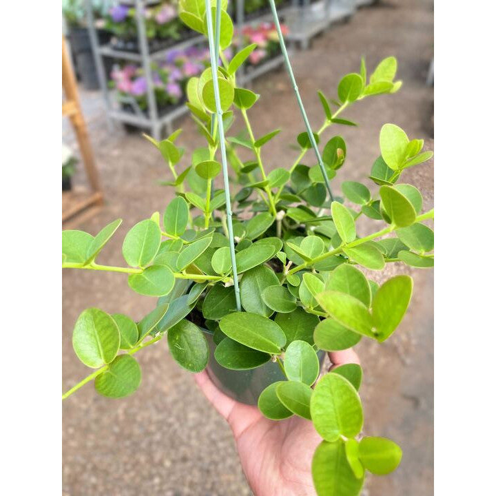 Load image into Gallery viewer, Hoya Cumingiana
