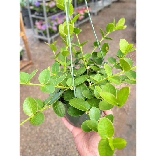 Hoya Cumingiana