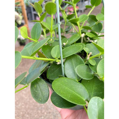 Hoya Cumingiana, additional product view 2