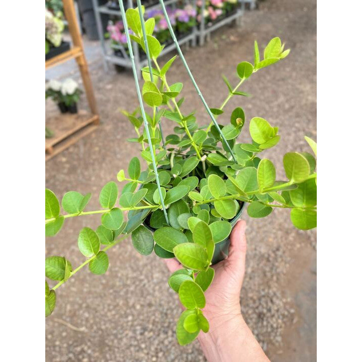 Load image into Gallery viewer, Hoya Cumingiana, additional product view 3
