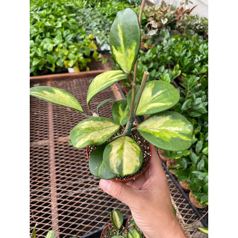 Hoya Obovata Reverse, additional product view 2