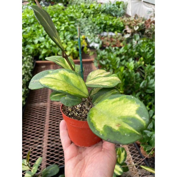 Load image into Gallery viewer, Hoya Obovata Reverse
