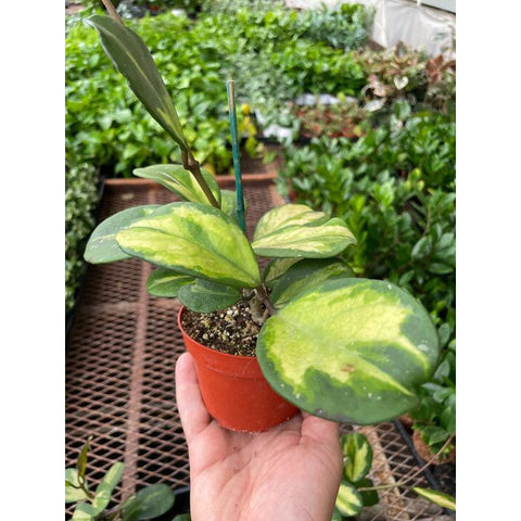 Hoya Obovata Reverse