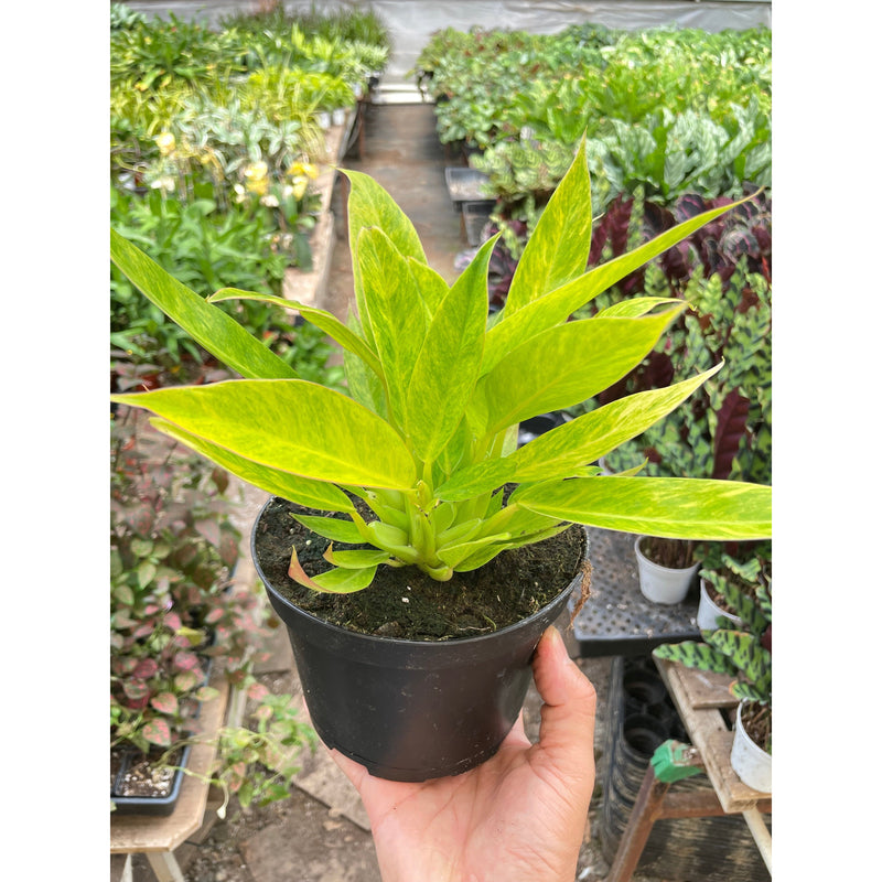 Load image into Gallery viewer, Philodendron 'Calkins Gold', additional product view 3
