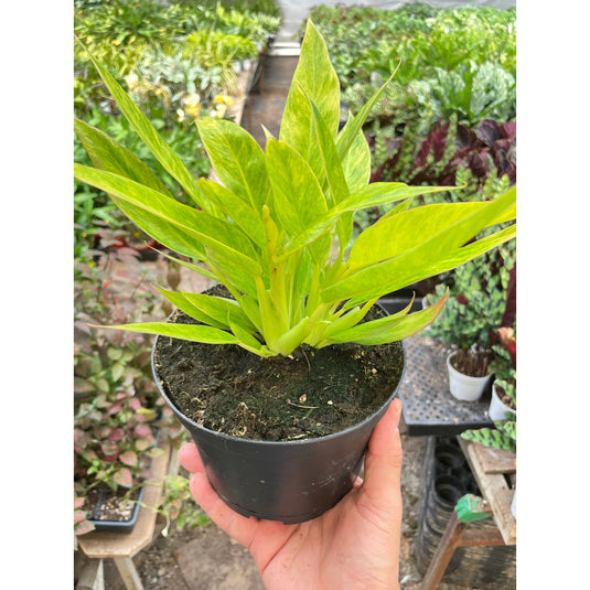 Philodendron 'Calkins Gold', additional product view 2