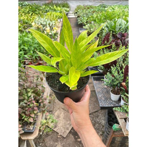 Philodendron Calkins Gold