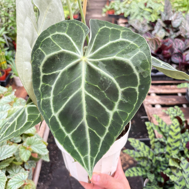 Load image into Gallery viewer, Anthurium 'Clarinervium'
