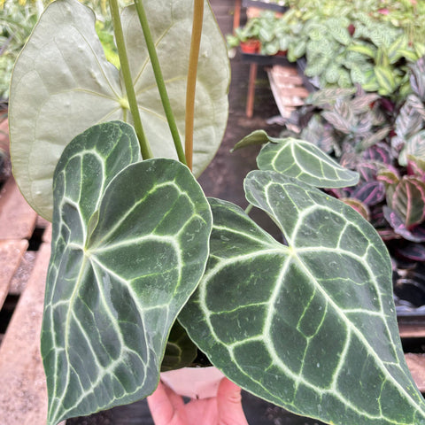 Anthurium 'Clarinervium', additional product view 2