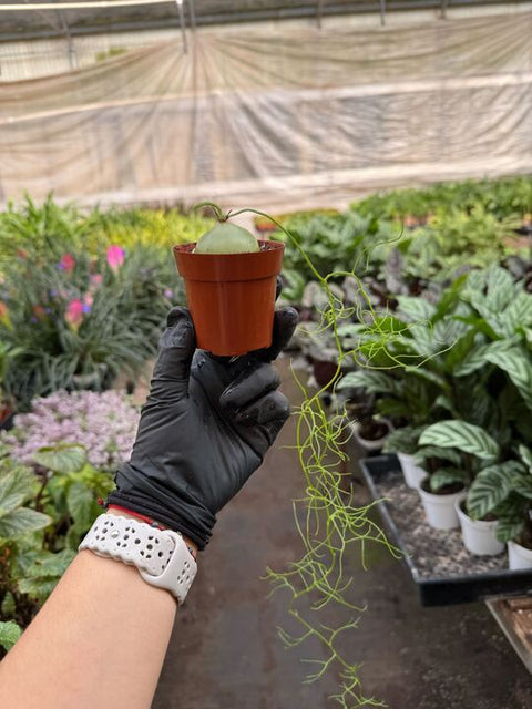 Climbing Onion, additional product view 2