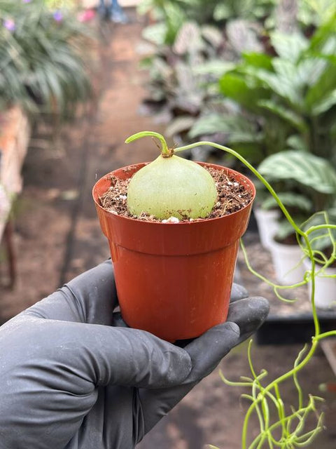 Climbing onion