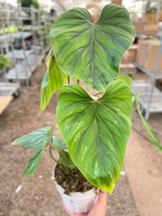 Load image into Gallery viewer, Philodendron PlowManii

