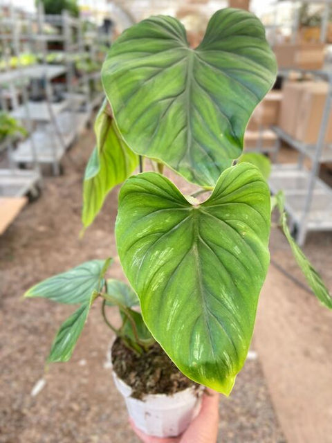 Philodendron Plowmanii
