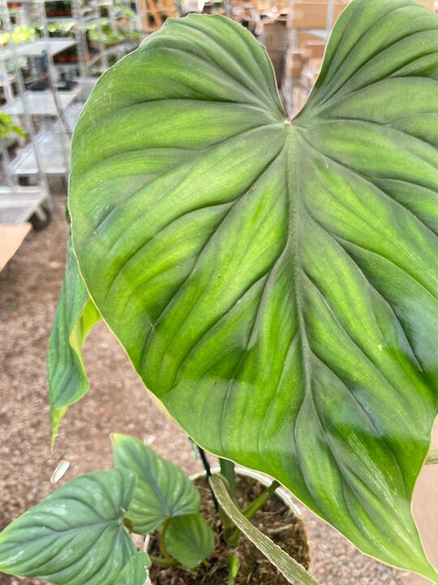 Philodendron PlowManii, additional product view 2