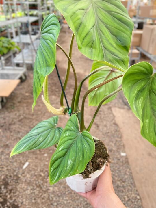 Load image into Gallery viewer, Philodendron PlowManii
