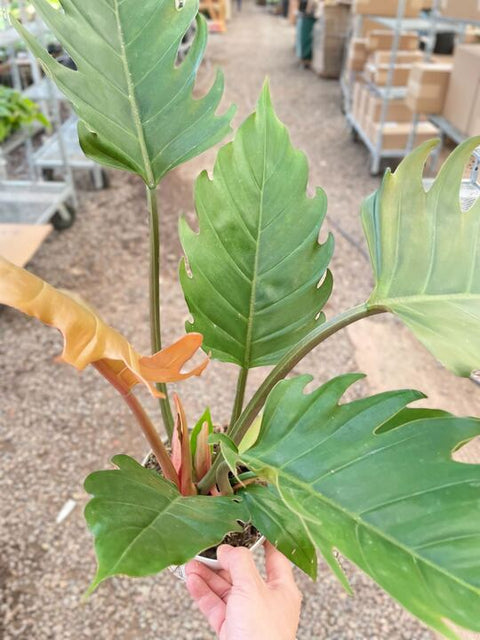 Philodendron Caramel Pluto, additional product view 2