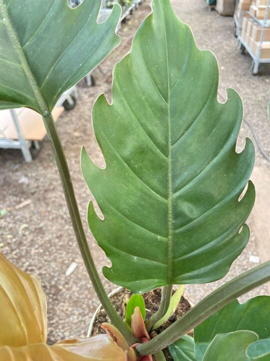 Load image into Gallery viewer, Philodendron Caramel Pluto
