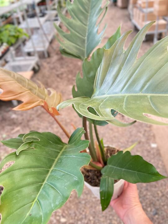 Load image into Gallery viewer, Philodendron Caramel Pluto
