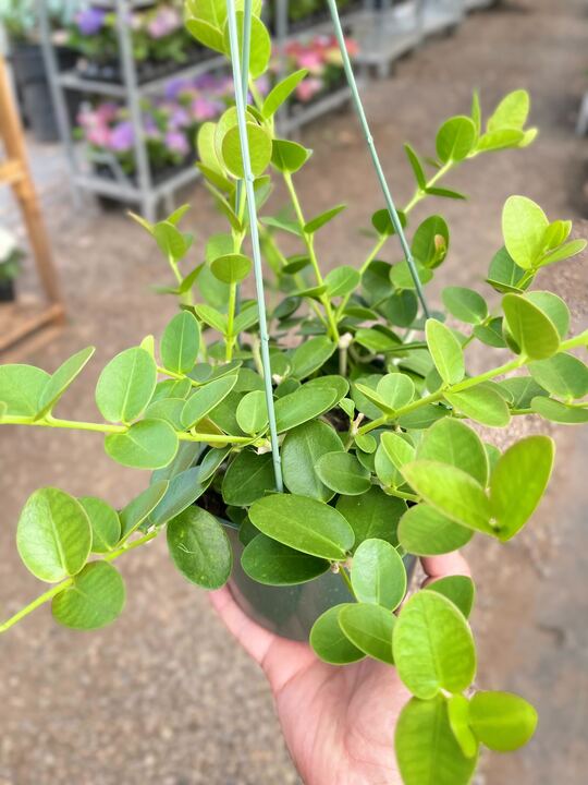 Load image into Gallery viewer, Hoya Cumingiana
