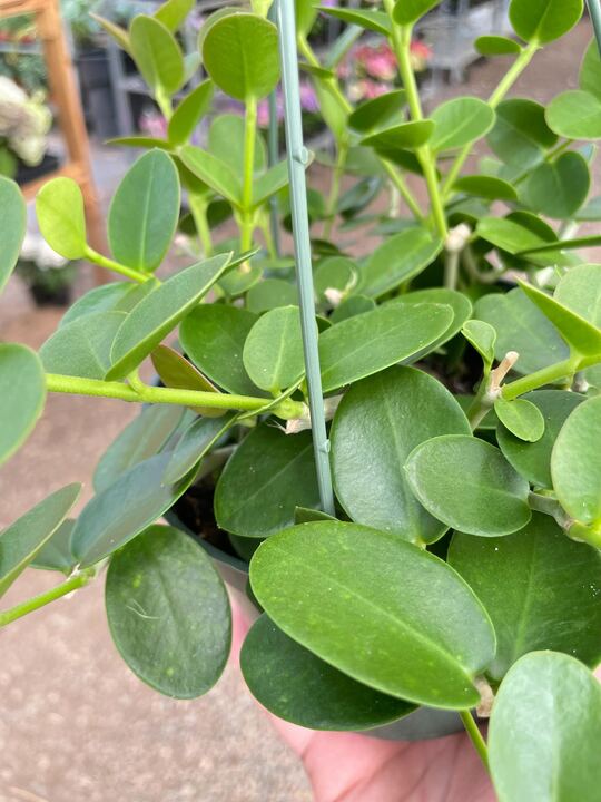Load image into Gallery viewer, Hoya Cumingiana
