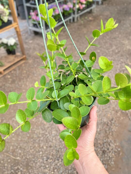 Load image into Gallery viewer, Hoya Cumingiana
