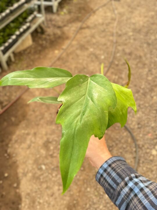 Load image into Gallery viewer, Philodendron Mayoi
