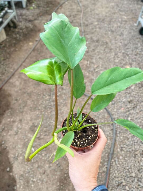 Philodendron Mayoi, additional product view 2