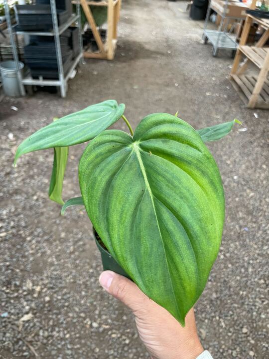 Load image into Gallery viewer, Philodendron 'Mcdowell'
