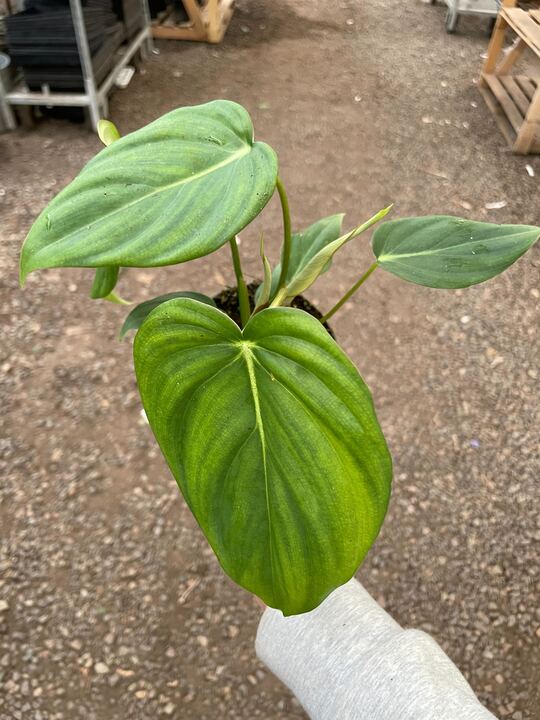 Load image into Gallery viewer, Philodendron 'Mcdowell'
