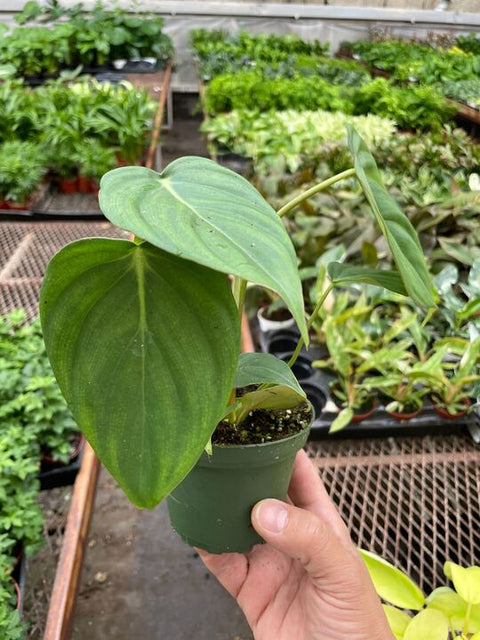 Philodendron 'Mcdowell', additional product view 2