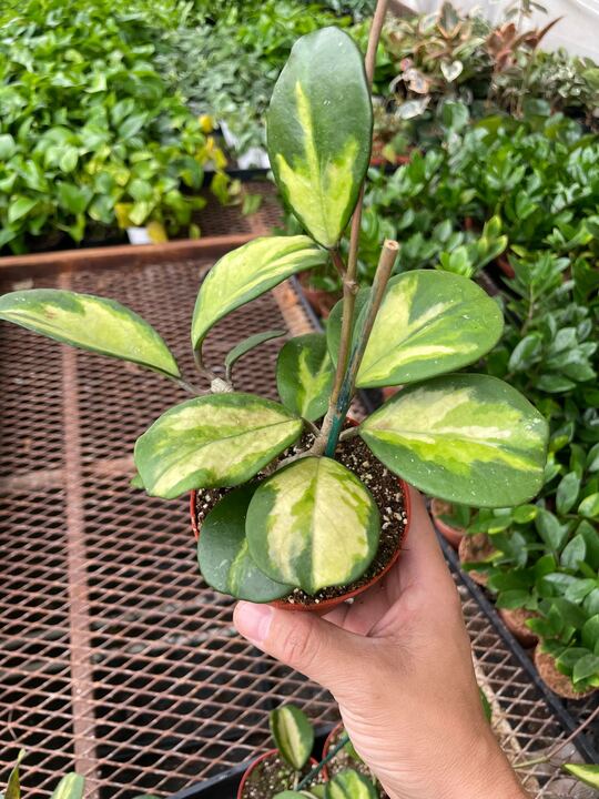Load image into Gallery viewer, Hoya Obovata Reverse
