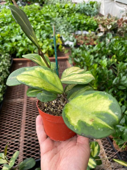 Load image into Gallery viewer, Hoya Obovata Reverse
