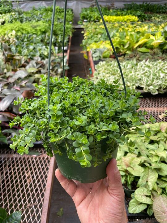 Load image into Gallery viewer, Peperomia Deppeana

