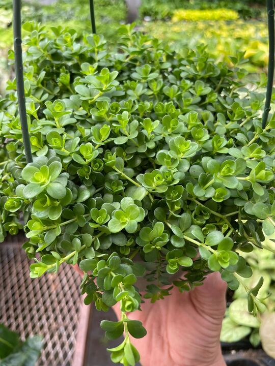 Load image into Gallery viewer, Peperomia Deppeana
