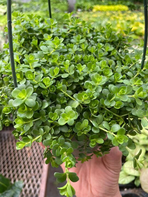 Peperomia Deppeana, additional product view 2