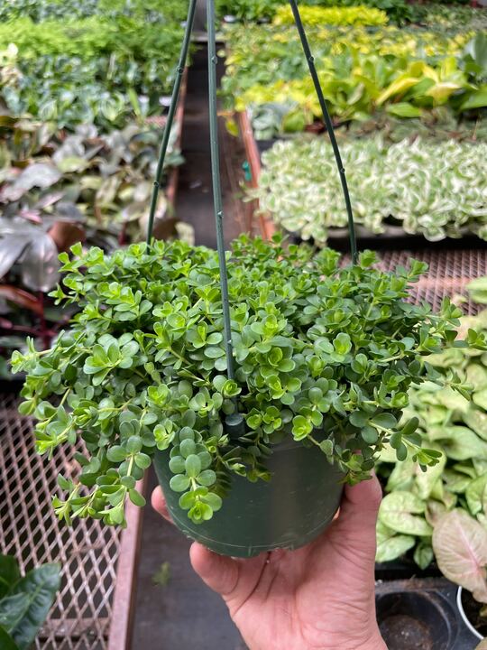 Load image into Gallery viewer, Peperomia Deppeana
