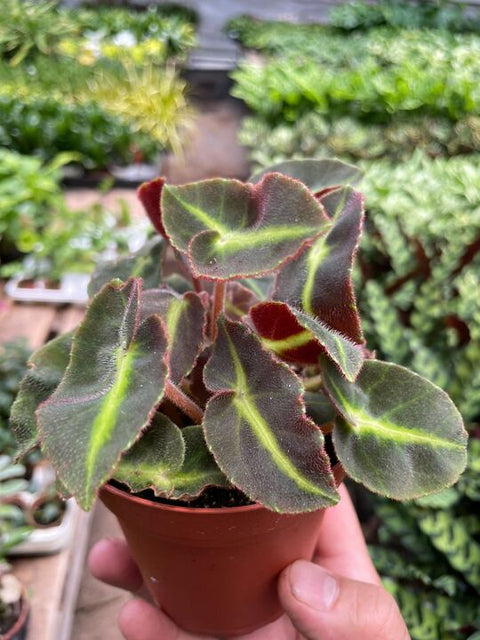 Begonia Striped