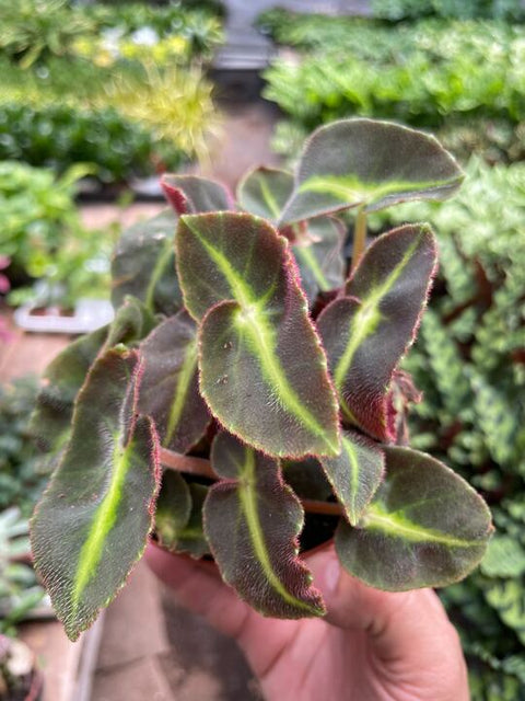 Begonia 'Striped', additional product view 2