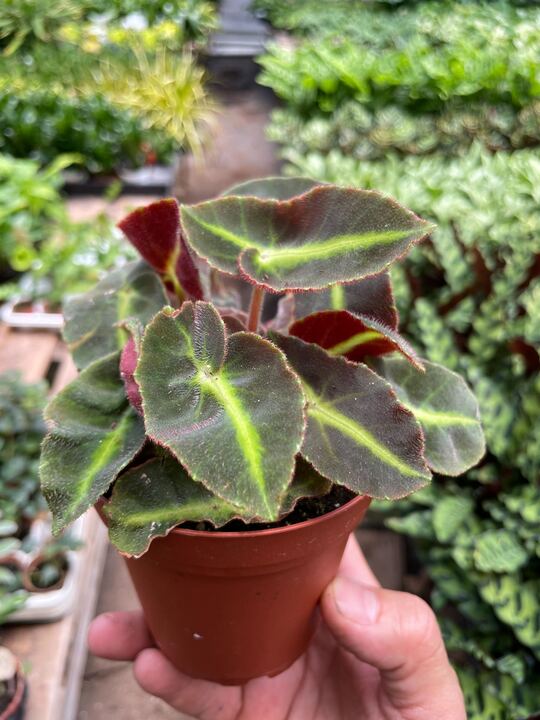 Load image into Gallery viewer, Begonia 'Striped'
