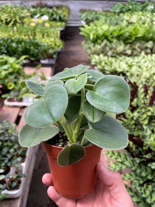 Load image into Gallery viewer, Peperomia 'Felted'
