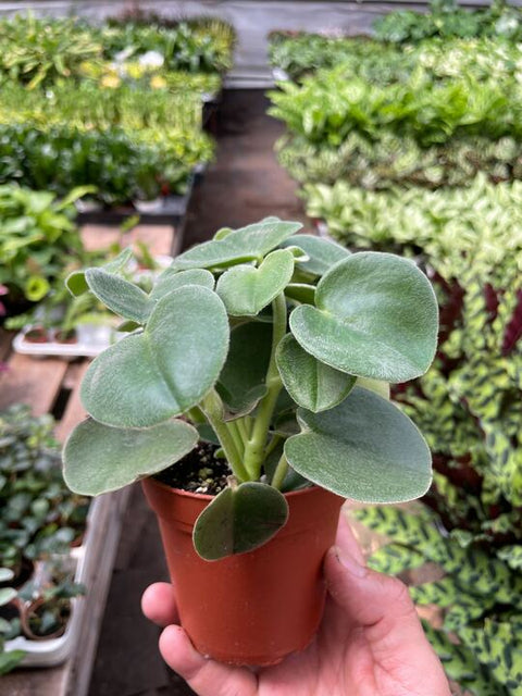 Peperomia 'Felted', additional product view 2