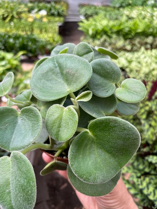 Load image into Gallery viewer, Peperomia 'Felted'
